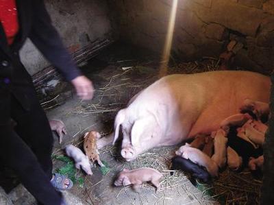 仔猪出生不吃奶的处理方法 出生12天宝宝吃奶量