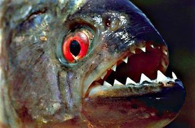 在亚玛逊钓鱼超爽!恐怖的食人鱼!(我的环球游20)王石在法属圭亚那 1981亚玛逊食人族电影
