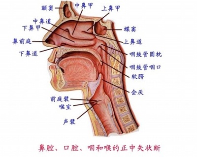 声乐点滴.打开喉咙和会厌状态 民族声乐喉咙形态