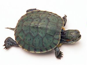 养龟对风水的影响 养龟风水禁忌
