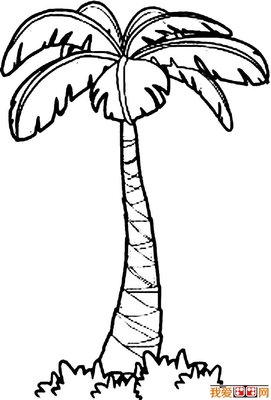 椰树是怎么长出来的 椰子树怎么画