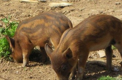 乌克兰大白猪 2017年肥猪价格预测