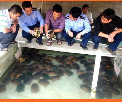乌龟养殖实用技术 乌龟养殖技术视频
