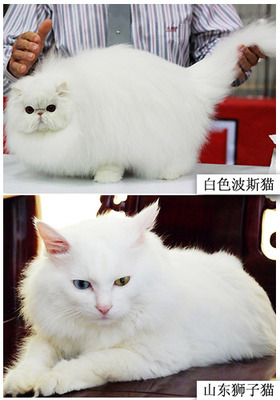 波斯猫的眼睛 中国人眼睛有几种眼色