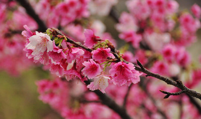 冲绳，盛开的寒绯樱花 樱花盛开的时候