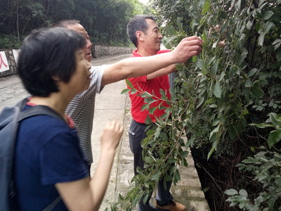 洗汤（十）摘到野花椒 摘花椒机器