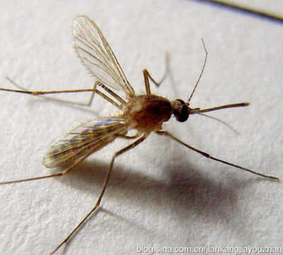 研究发现：蚊子咬人会选择对象和时间重点