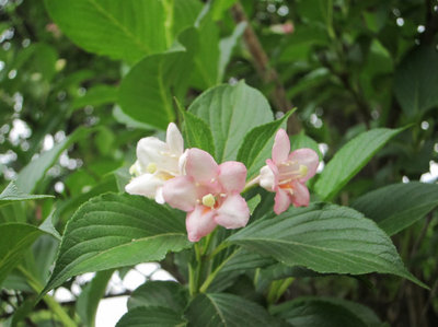忍冬科锦带花属2种 忍冬科植物