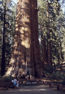 谢尔曼将军树 世界上最大的树