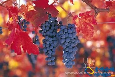 著名的红酒葡萄品种 酿红酒的葡萄品种