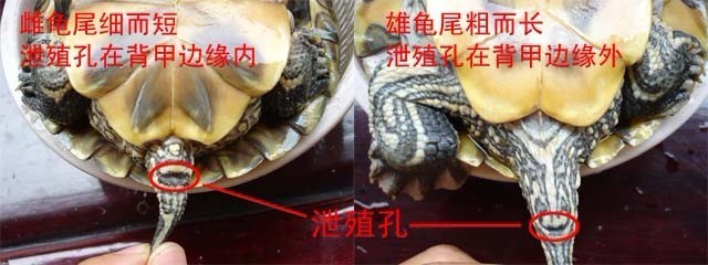 巴西龟、中华草龟、中华花龟（珍珠龟）的公母鉴定～～ 花龟 巴西龟