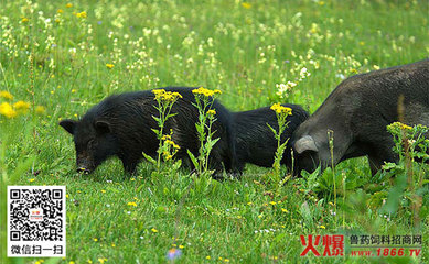 藏香猪养殖技术 藏香猪养殖前景