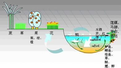 十大生态农业模式B 生态循环农业模式