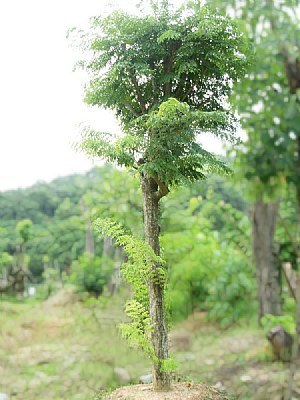 海南黄花梨树苗的种植方法、形态特征、生长环境特征 海南黄花梨纹路特征