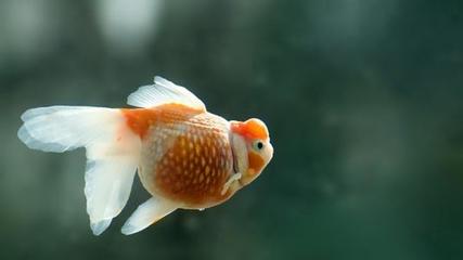 美丽的小金鱼 美丽的小金鱼作文