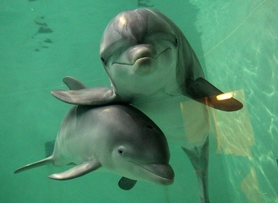 海豚——高智商的哺乳动物 海豚哺乳