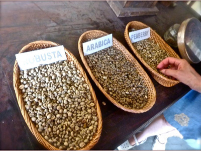 印尼麝香猫粪便咖啡是极品（组图） 印尼麝香猫