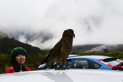 【新西兰】我被鹦鹉打劫了——遭遇世界上最厚颜无耻的动物：新西