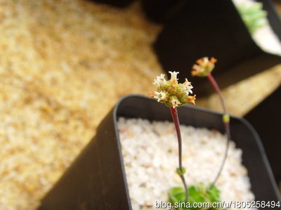 多肉植物——漂流岛 多肉植物图片及名称