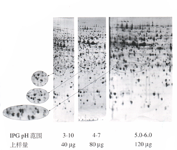 电泳(electrophoresis,EP）技术 蛋白质电泳技术手册