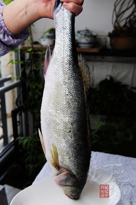 用川菜的手法烹海鱼——酸菜海鲈鱼 酸菜鲈鱼