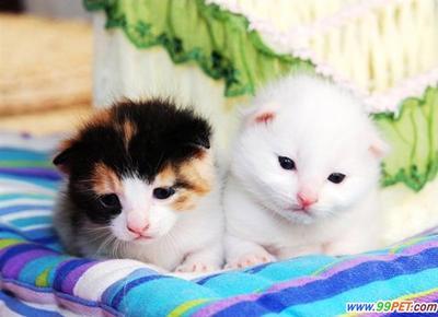 猫瘟热（猫泛白细胞减少症、猫传染性胃肠炎） 猪传染性胃肠炎疫苗