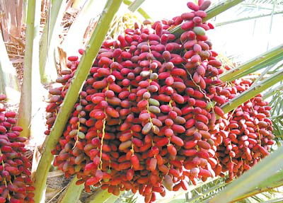 伊拉克椰枣树苗 攀枝花产椰枣