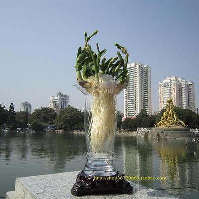 水仙花的种植方法 水仙的种植方法图解