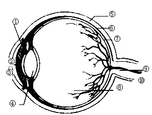 图解眼球的结构 眼球的结构试题