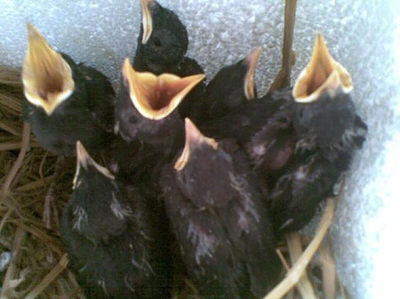 饲养八哥鸟的方法 古明地觉的饲养方法