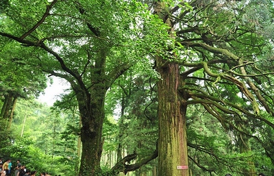 庐山，水杉林 庐山芦林湖