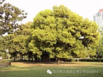 为争取权利而斗争——致内蒙古大学图书馆的一封公开信 内蒙古大学图书馆