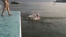 分享视频：短腿柯基狗狗跳水，笑惨了！！！