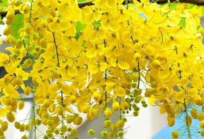 （泰国清迈）金链花才是泰国的国花 泰国国花睡莲