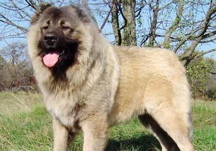 高加索犬（超大型犬） 高加索犬价格