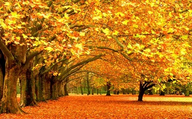 描写秋天美景的诗句 关于秋天美景的诗句