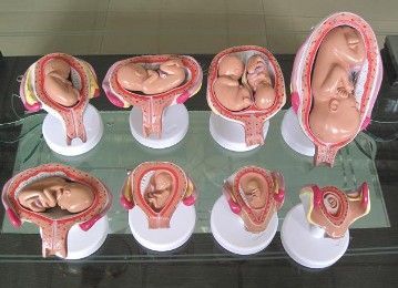 胚胎为什么停止发育_郝爱勇 为什么胚胎停止发育