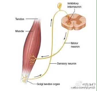 肌肉的两个感受器肌梭--高尔基腱 高尔基肌腱