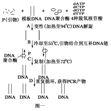 体内、体外DNA复制对引物的要求 引物是dna还是rna