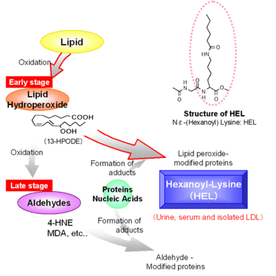 GlutathioneS-transferase(GST)谷胱甘肽巯基转移酶 adenosyltransferase
