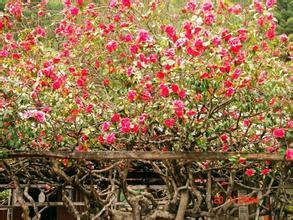 玉峰寺茶花盛开 茶花