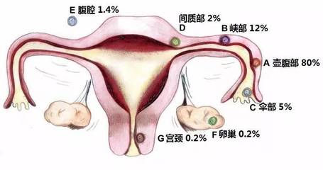 脾脏的主要功能是什么？脾脏切除术后应注意些什么？ 脾脏切除后吃什么好