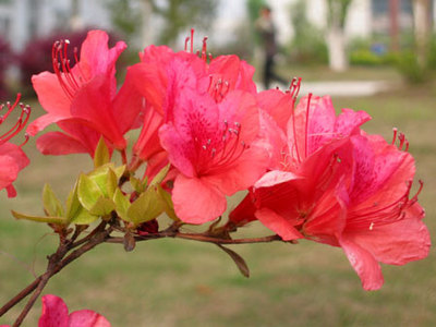 李白《宣城见杜鹃花》赏析 宣城见杜鹃花 子规