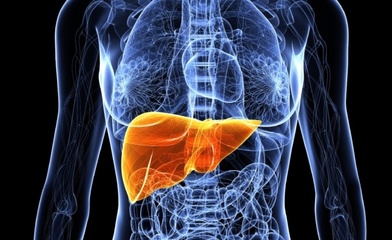 肝脏在人体的什么位置 肝疼痛一般在哪个部位