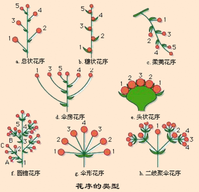 花的结构和花序 总状花序