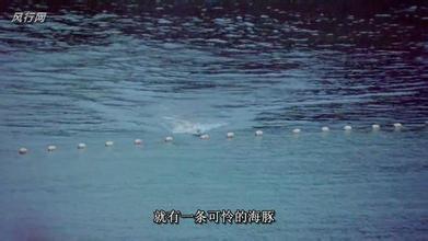 《海豚湾》纪录片分析 海豚湾纪录片的影响