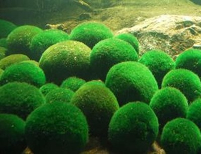 绿藻球的介绍和养殖方法 绿藻球