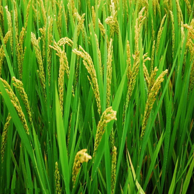 杂交水稻的缺陷 杂交水稻对中国的影响