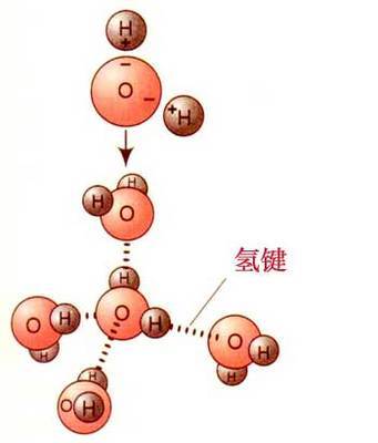 生命与氢键 分子内氢键