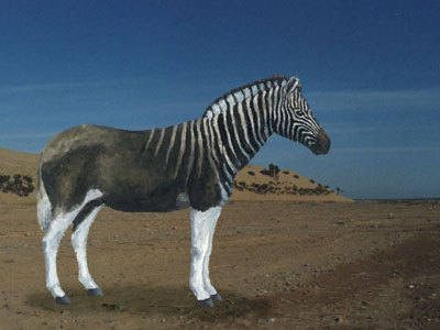 斑驴 斑驴是怎么灭绝的
